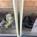 クサガメの里親募集しています！