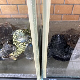 クサガメの里親募集しています！