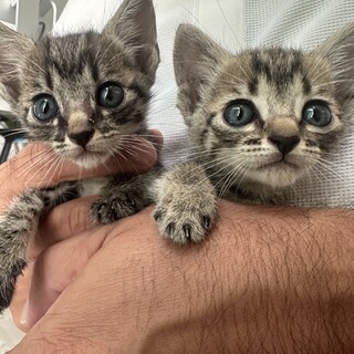 0才2ヶ月　子猫ちゃん2匹