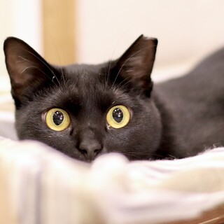 まんまるフォルムのブールちゃん