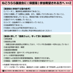 ねこうらら 保護猫譲渡会 サムネイル3