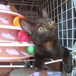 明るく楽しくやんちゃな  スヴァくん