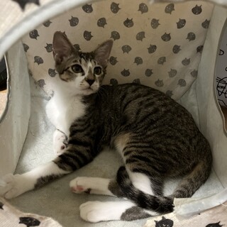 人馴れ抜群　甘えん坊　コロン