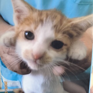 1.5ヶ月のオスの仔猫です！わんぱくで遊ぶの大好き