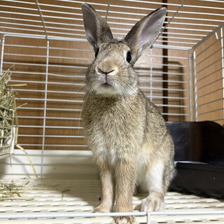 仮名コンソメ（♂未去勢）、2025/5/14生まれ