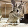 仮名コンソメ（♂未去勢）、2025/5/14生まれ サムネイル2