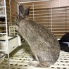 仮名コンソメ（♂未去勢）、2025/5/14生まれ サムネイル3