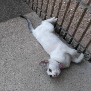 猫の里親募集！