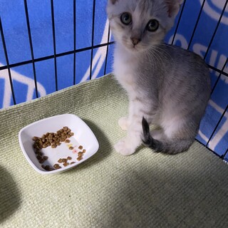 綺麗なグレー子猫