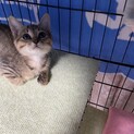 可愛いキジトラくん