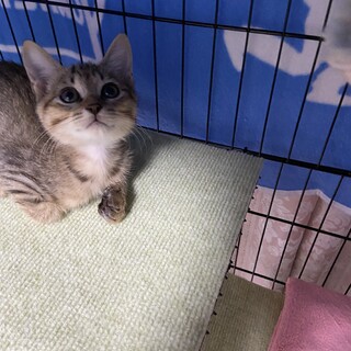 可愛いキジトラくん