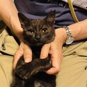 庭に住み着いた人なつっこい猫・ちぢみの里親募集