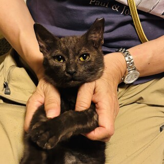 庭に住み着いた人なつっこい猫・ちぢみの里親募集