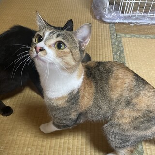 人懐っこい三毛猫ちゃん　1歳になったばかり