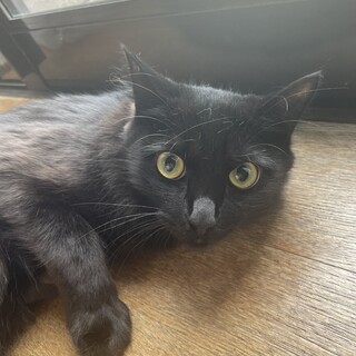 甘えん坊の黒猫くん　１歳になったばかり