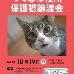 つくば市役所保護猫譲渡会