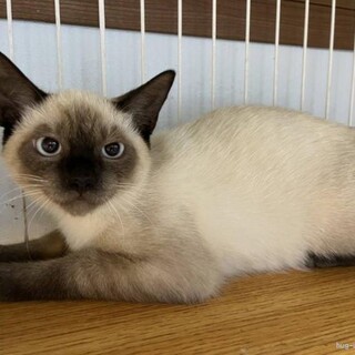 シャム君5ヶ月足の白い子