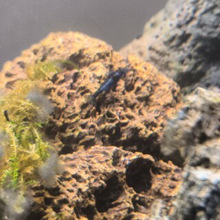 淡水熱帯魚/エビ　里親募集