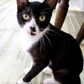 はちわれクッキリ美人さんです♪