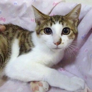 個別お見合い、駿太くん