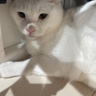 至急　だいふく　6歳　オス　白猫　去勢済み