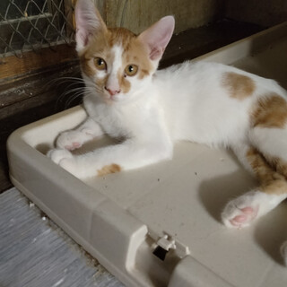 去勢済み。甘えん坊ちゃーたん♪