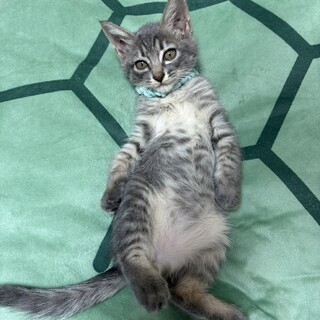 目を引く美しいグレー♡チップくん♡