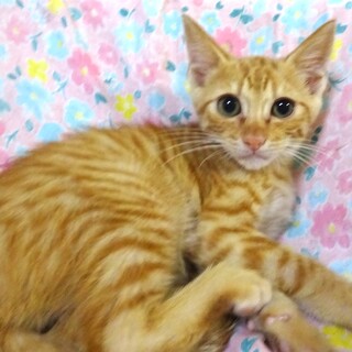 １０月５日譲渡会参加、夏水（なつみ）くん