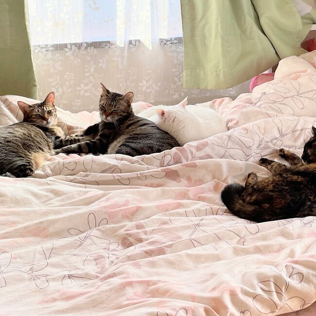 OoみっぴーoOのカバー写真