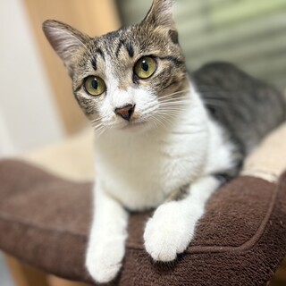 里親決定★小柄な女の子つぶらちゃん一歳