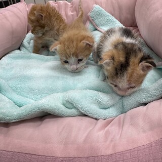 8月26日に産まれました。3匹の子猫です。