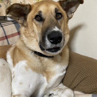 人目を引く美しさ♥40キロの心優しき大きな男の子