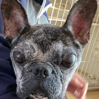 動物病院で最低限生かされ続けたフレ...