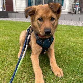 猫と暮らせる控えめで小ぶりの大型犬の女の子