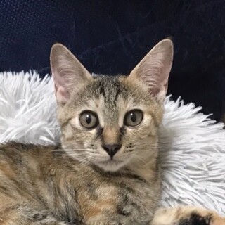 11/9高田馬場★あずさちゃん★人間好き甘えん坊