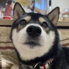 黒柴マイロ