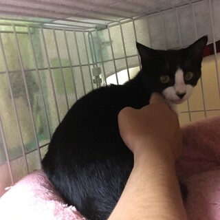 急募 きれいなハチワレの子猫（メス）