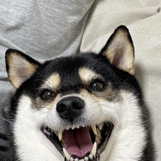 先住犬猫OK！穏やかな性格の良い黒柴ちゃん