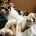 超かわいいミケちゃん