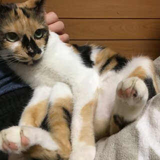 超かわいいミケちゃん