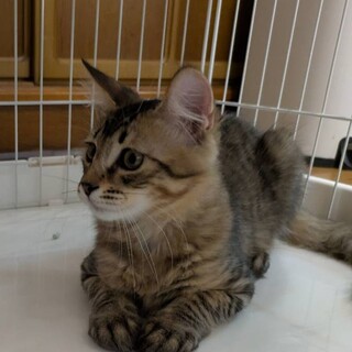 お留守番ができる人馴れ完璧デール！