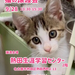 猫の譲渡会