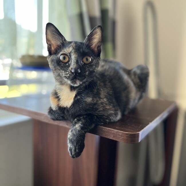 はちさびのカバー写真