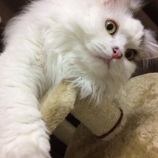 マンチカンの男の子、「くり」です！