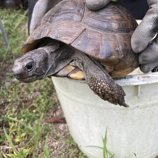 亀さん里親募集