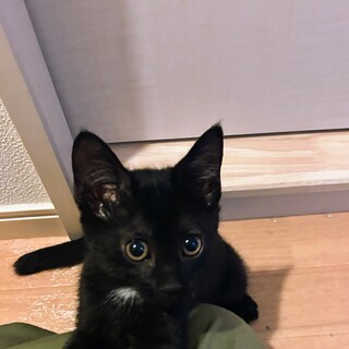 怪我を乗り越えて★小柄でかわいい★ゆずちゃん★