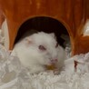お世話の際、起きてきてしまったるびにおやつを渡す。その場で食べてくれる