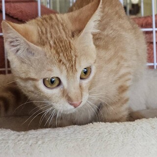 茶トラのメス！☆みちこ　メス　３ヶ月