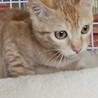 茶トラのメス！☆みちこ　メス　３ヶ月 サムネイル2