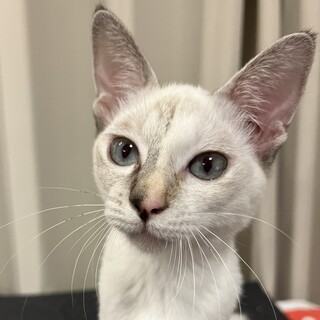 凛とした美人☆チャコ　メス　４ヶ月